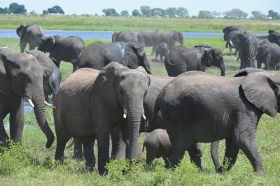 南部アフリカ一人旅【６】ボツワナ・チョベ国立公園ワンデーサファリ