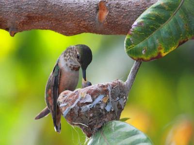 フィリピン野鳥探訪 ― 楽しきかな！小動物の観察
