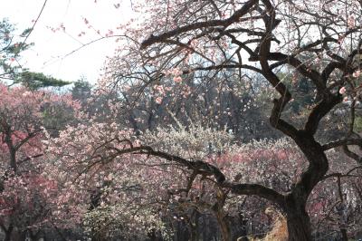 梅の季節の森林公園と恋の季節の埼玉こども動物自然公園（１）早春の日差しできらきらな森林公園の梅林を３つのレンズでとらえる