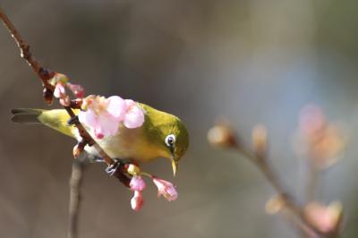 梅の季節の森林公園と恋の季節の埼玉こども動物自然公園（２）早春の花と昆虫や鳥や動物で生き生きな森林公園を４つのレンズでとらえる