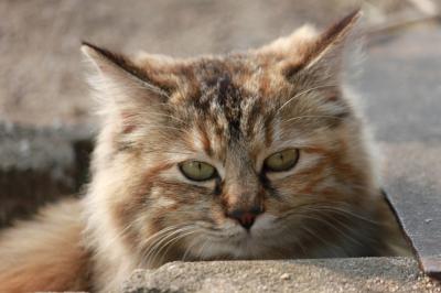 カメラ片手に猫と桃を探して。桜もあったよ、ブラリ尾道の旅