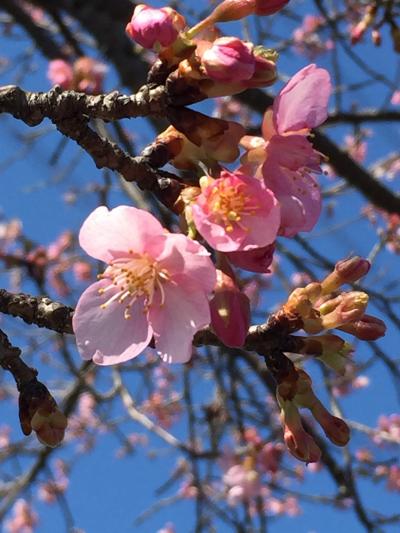 埼玉で河津桜