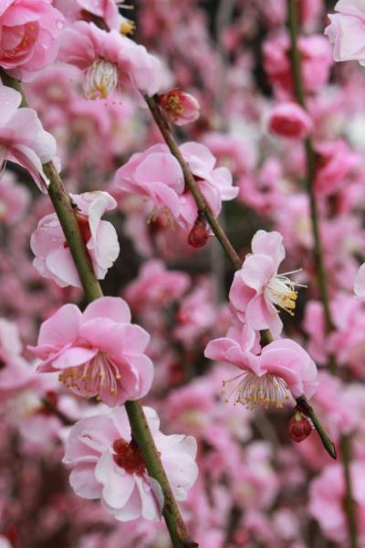 満開の花のシャワーに感動して♪　しだれ梅の名古屋市農業センター