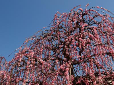 名古屋市農業センターdelaファームで満開の枝垂れ梅　あいうえおでランチとプティ・アンジュのケーキ