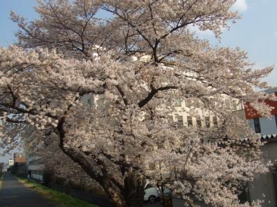 八王子・浅川土手の桜 2008/04/03
