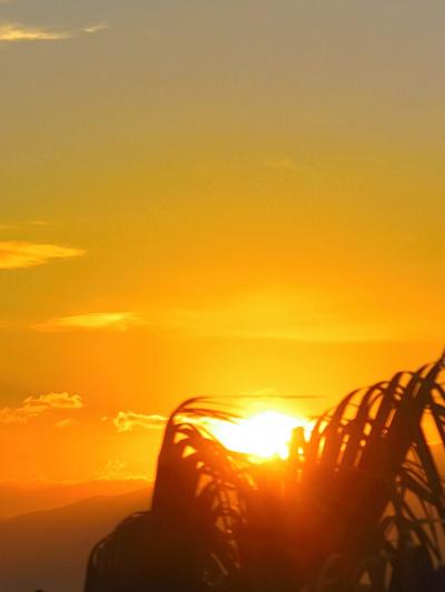 指宿フェニックスホテル-2　陽光輝くリゾート地の朝　☆アコウの大樹に見送られ