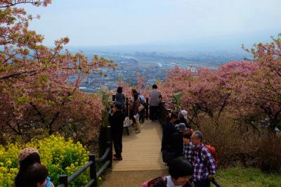 まつだ桜まつり　上　河津さくらと菜の花の競艶