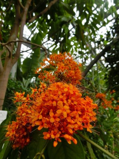 東京都薬用植物園