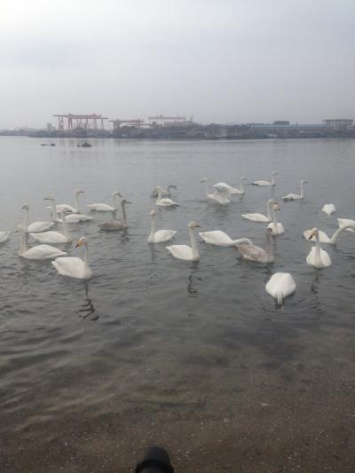 烟墩角の白鳥湖