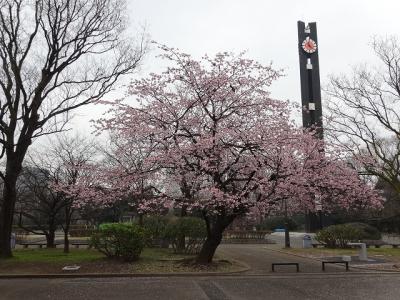 憲政記念館で桜（寒桜、安行桜）