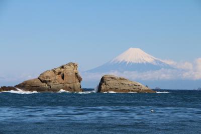 2泊3日伊豆の旅～2日目は下田海中水族館と河津桜鑑賞、しぶごえ『DearDog』への宿泊。