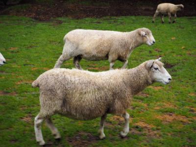 ニュージーランド北島の旅②