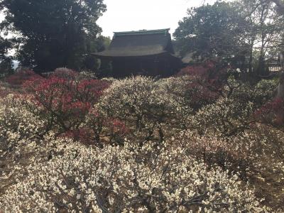 道明寺天満宮梅林