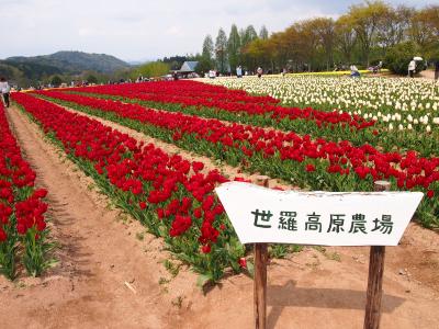 広島一人旅　その２　郡山城、世羅高原農場、千光寺、倉敷美観地区ライトアップ