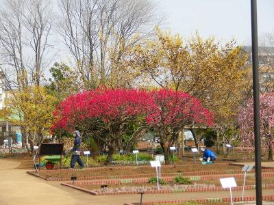 東京都薬用植物園２