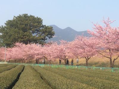 安倍川沿いに咲く美和桜