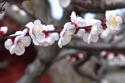 よみうりランド梅まつり 2016（東京稲城市）
