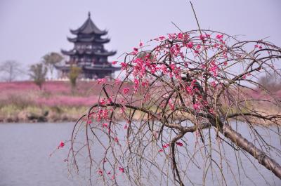 上海海湾国家森林公園 梅花節/MEIHUA Festival  in Shanghai