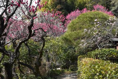 落ち着いた雰囲気の梅のお寺「妙覚寺」（東京稲城市）