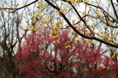 久しぶりに自転車でのんびり智光山公園へ（前編）都市緑化植物園：曇天に霞む空模様の下で鮮やかに存在を主張する春の花