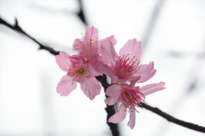 香港&#127800;サクラサク&#127800;香港に咲く台湾の桜の花＠大帽山扶輪公園