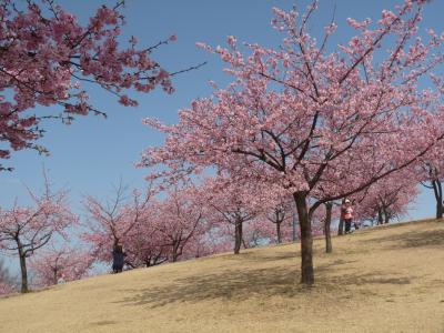 いせさき市民のもり公園の河津桜_2016_今季見納め（群馬県・伊勢崎市）