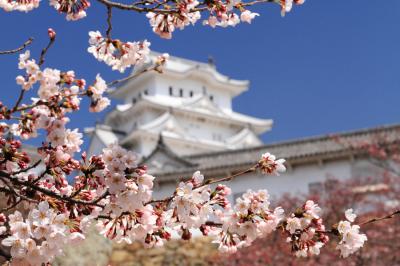 新しく生まれ変わった世界文化遺産姫路城（白鷺城）と桜