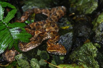 石垣島でナイトサファリ！vol.1