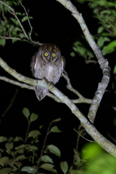 石垣島でナイトサファリ！vol.2 