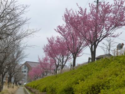 白井市で桜（種類は？？？）