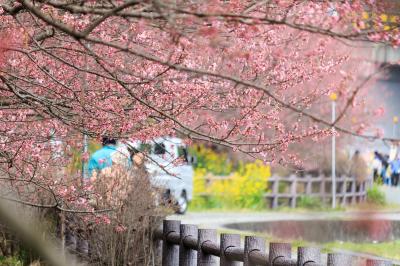春の桜散歩①～一の堰ハラネ桜まつり～