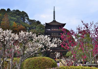 早春賦 西国放浪記⑧瑠璃光寺