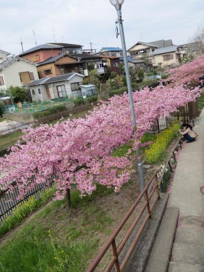 京都・伏見に河津桜が満開との事、朝飯も食わずに電車に飛び乗る。