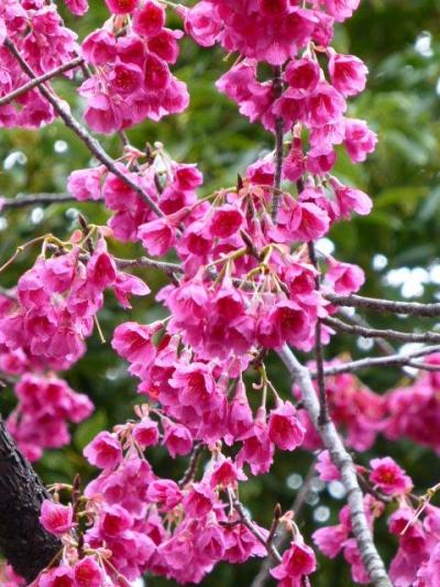 押部公園で寒緋桜満開