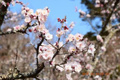2016 春到来\(^o^)／　成田山新勝寺界隈と梅まつりを散策