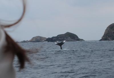 座間味へホエールウォッチングの旅