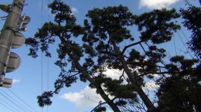 武隈の松と仙台にある「おくのほそ道」（芭蕉の道を歩く　1７）