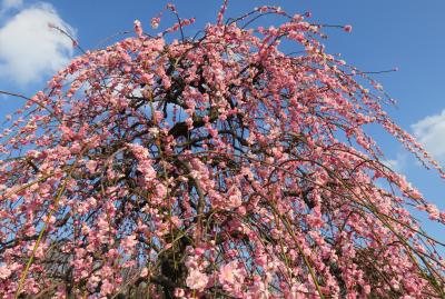 2016春、見頃の枝垂れ梅(2/4)：千鳥枝垂れ、呉服枝垂れ、緑萼枝垂れ、給水塔