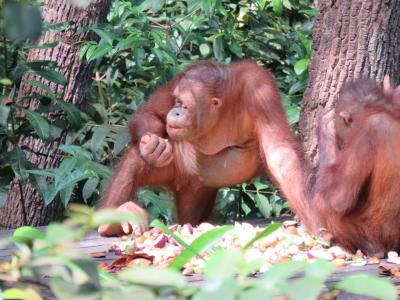 オランウータン