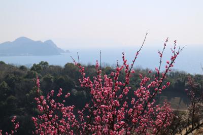 旬の牡蠣と海の見える梅林（光市　冠山総合公園）