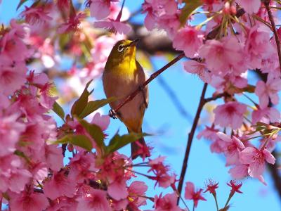 春はもう間近。岡山市妙林寺にて桜とメジロを撮ってきました