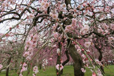 2016春、五分咲ほどの枝垂れ梅(1/5)：名古屋市農業センター、緑萼枝垂れ、呉服枝垂れ