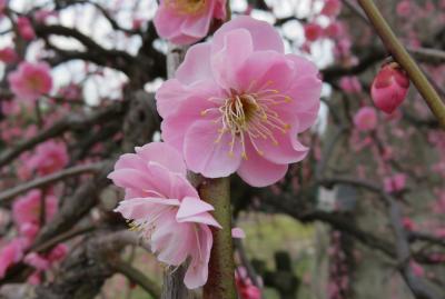 2016春、五分咲ほどの枝垂れ梅(2/5)：街路樹の枝垂れ梅、緑萼枝垂れ、呉服枝垂れ