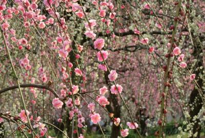 2016春、五分咲ほどの枝垂れ梅(4/5)：緑萼枝垂れ、呉服枝垂れ、紅枝垂れ