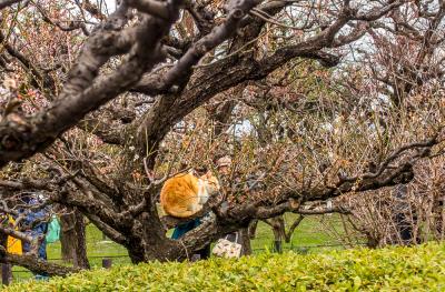 大阪城　梅の木に　ネコが　お昼寝中～
