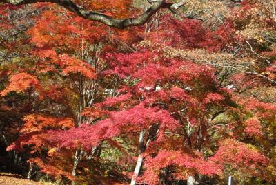 2015秋、信州の紅葉とワイナリー(3/3)：塩尻から自家用車で紅葉巡り