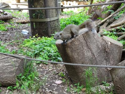 町田リス園