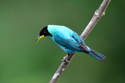 Asa Wrightネイチャーセンター：　トリニダード・トバゴで色鮮やかな鳥を探して（１）