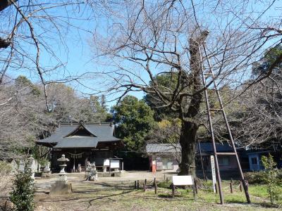 長柄神社_2016_サクラは咲いていなかった（群馬県・邑楽町）