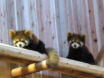 春のレッサーパンダ紀行【１】 鯖江市西山動物園　新レッサーパンダ舎「レッサーパンダのいえ」先行見学会、やはり、ティアラちゃんのお披露目はありませんでした